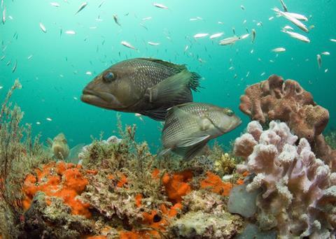 The Black Sea Bass is one of the species on the move to find cooler waters Photo: NOAA
