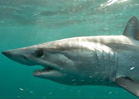 NOAA Fisheries has implemented final measures to protect the Atlantic shortfin mako shark from overfishing Photo: NOAA