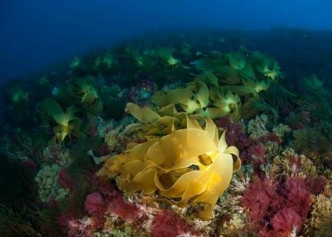 Laminaria (Laminaria ochroleuca) and other algae. © OCEANA/ Carlos Suárez