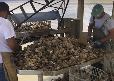Prestige Oysters in the US is hoping to be the first oyster fishery in the Americas to be granted MSC certification Photo: Prestige Oysters