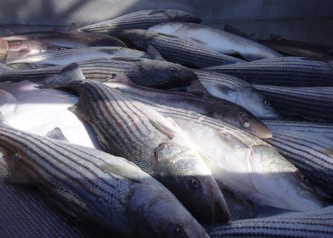 Stock levels of striped bass and summer flounder have been assessed Photo: NOAA
