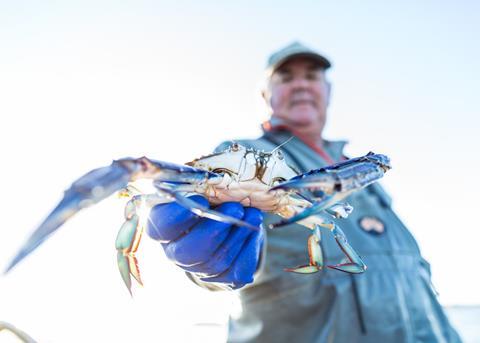 Blue swimmer crab Photo: MSC