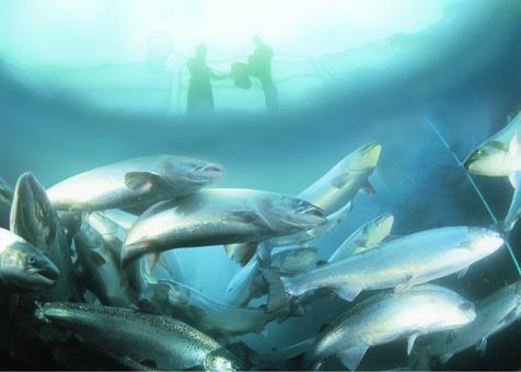 Sainsbury's is the second largest fish retailer in the UK, selling over £400 million worth of fish every year