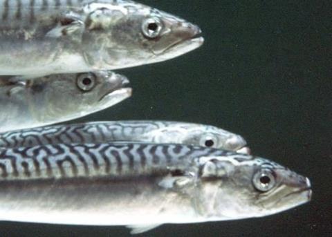 The ban will first apply to pelagic species including mackerel