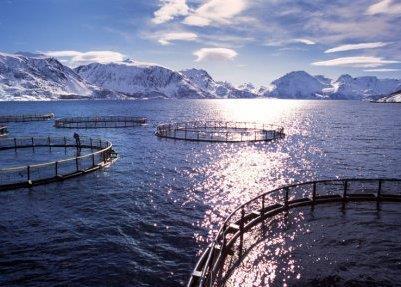 The aquaculture industry now accounts for 62% of all Norwegian seafood exports. Photo: Per Eide ©NSEC