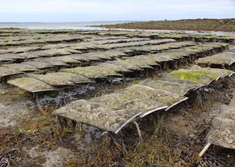 Oyster farmers from around Ireland have met to discuss disease control Photo: BIM