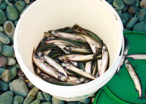 Supplies of forage fish such as capelin are in short supply in Canadian fisheries Photo: © Steph Nicholl