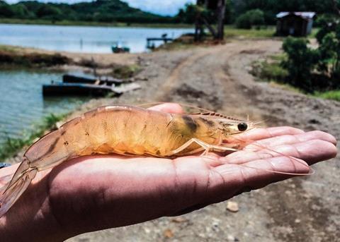 BioMar is focusing on the shrimp market