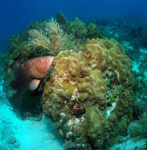Populations of commercially important species like the red grouper increased in the Tortugas region following the closure of the Florida Keys National Marine Sanctuary's Tortugas Ecological Reserve. Credit: NOAA