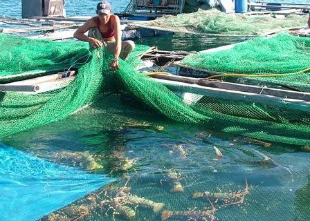 Lobster farm in Khanh Hoa Province, central Vietnam