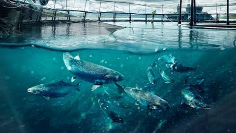 Co-op salmon