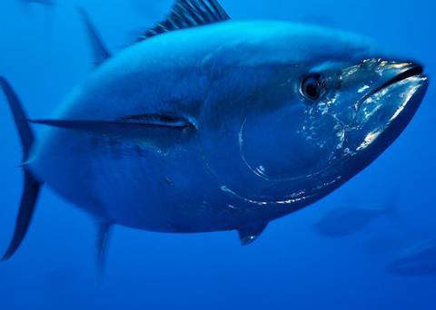 bluefin tuna