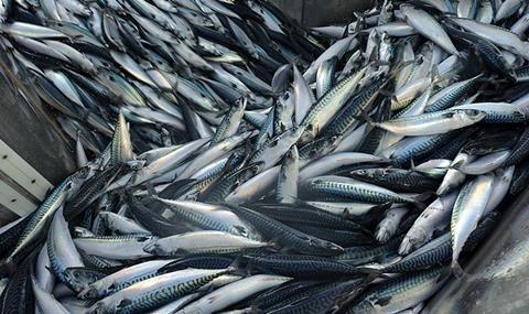 Northeast Atlantic mackerel