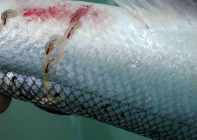 The study concludes that sea lice infestation is not a significant driver of marine mortality
