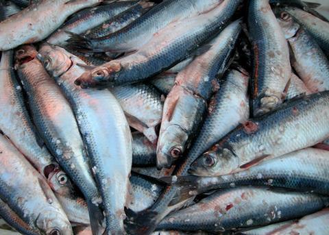Tens of thousands of tonnes of dead herring have been found in Kolgrafafjorour. Credit: Atle Grimsby/CC BY 2.0