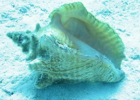 Local consumption of conch is close to the total number allowed to be caught under ‘sustainable’ limits Photo: NOAA
