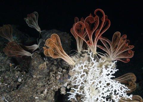 Deep-sea coral (Madrepora oculata) and crinoids (Leptometra phalangium). Credit: Oceana © LIFE BaHAR for N2K