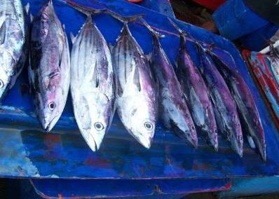 SPTC will supply MSC-standard tuna. Credit: NOAA