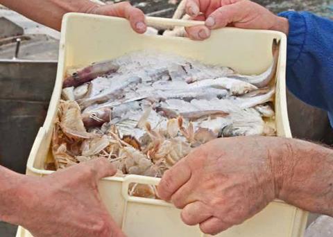 The organisation hopes the jingle will inspire sustainable fishing. Photo: WWF