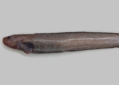 The newly discovered eelpout Photo: NIWA/University of Aberdeen