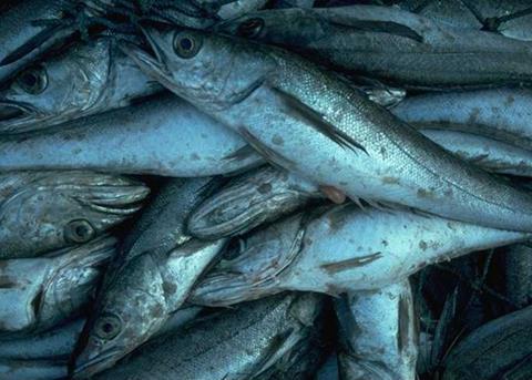 The report shows that a 25% increase in spawning stock biomass could be expected by 2020. Credit: NOAA