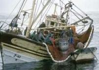 Fishers need new ways to catch only target fish