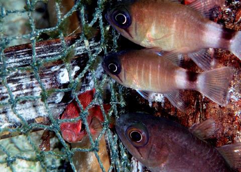 The IFFO has welcomed the European Parliament's decision to ban discards in EU waters. Photo: Henry Wolcott 2005/Marine Photobank