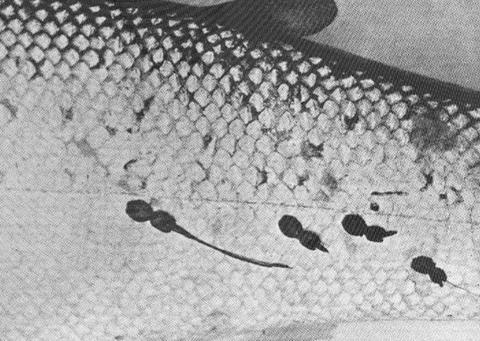 Sea lice on trout