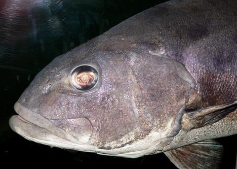 Gloria Maris' meagre, sea bream and sea bass have been certified sustainable. Photo: Stan Shebs