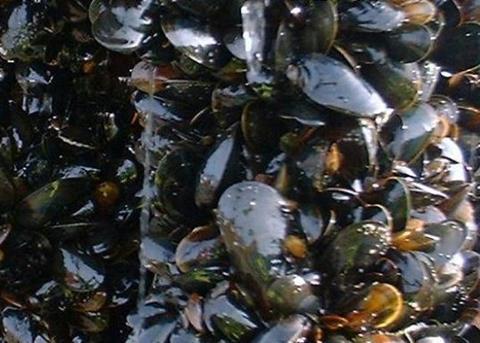 SSMG rope grown mussels was one of the alternatives on offer