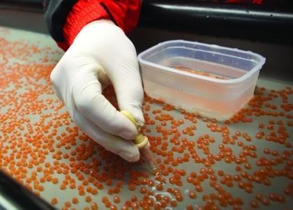 Benchmark is a leading provider of technical genetic services for all major farmed species Photo: Benchmark Holdings plc