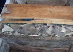 Shark fins similar to those confiscated from the Palengi
