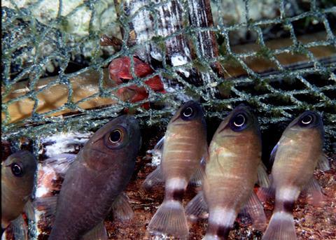 Scottish fishermen are developing new prawn trawls which are designed to reduce discards. © Henry Wolcott/Marine Photobank