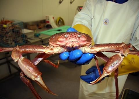 Nofima’s aim is to investigate shelf life and quality of snow crabs