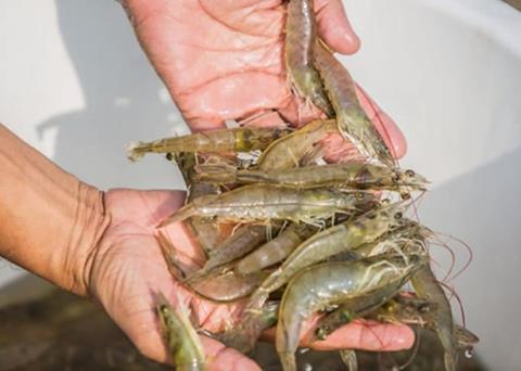 Ecuador’s SSP has signed off its first batch of SSP-approved premium quality farmed shrimp Photo: SSP