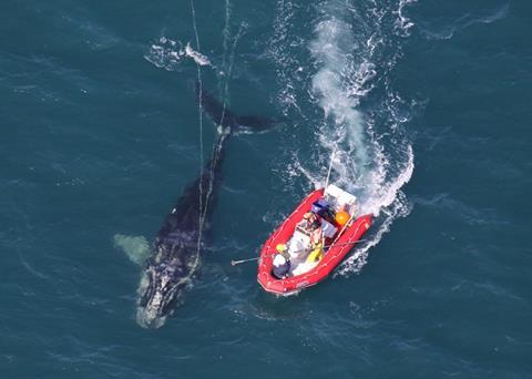 Scientists from NOAA Fisheries Service approaching the young North Atlantic right whale they disentangled on 15 January off the coast of Cape Canaveral. Credit: With permission from EcoHealth Alliance