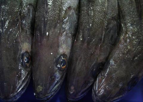 DNA analysis can help determine whether seafood has been fradulently mislabelled Photo: MSC