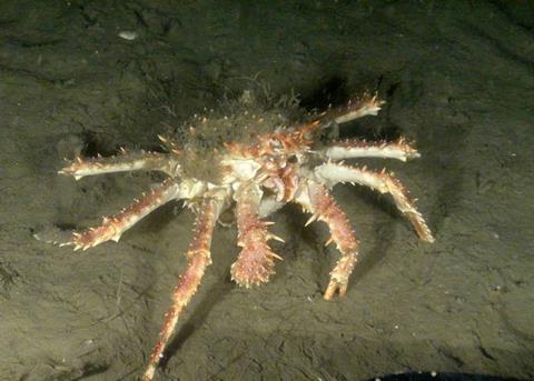King crab in the Kattegat trench © OCEANA
