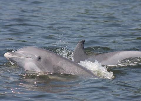 US trade partners will need to show that killing or injuring marine mammals in their export fisheries do not exceed US standards