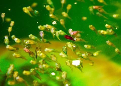 A lumpsucker eats more or less whatever it comes across. Credit: Rune Stoltz Bertinussen/Krysspress