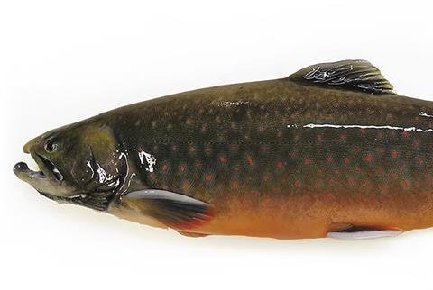 Arctic char