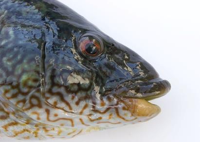 The wrasse are transferred to the sea cages and eat the sea lice on the farmed salmon © Havforskninginstituttet