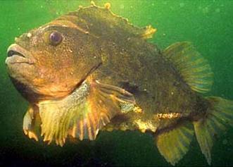Vignir G Jónsson hf is the first lumpfish fishery in the MSC programme. Photo: Jón Már Halldórsson