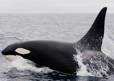 The Southern Resident Killer Whale is one of NOAA’s eight Species in Spotlight Photo: MMC