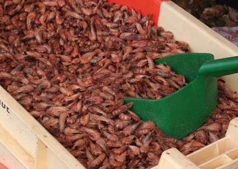 Collaboration to achieve MSC certification for the North Sea brown shrimp fishery started in 2015