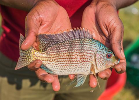 Evidence is mounting that fish is a solid investment choice, in particular for reducing global undernutrition