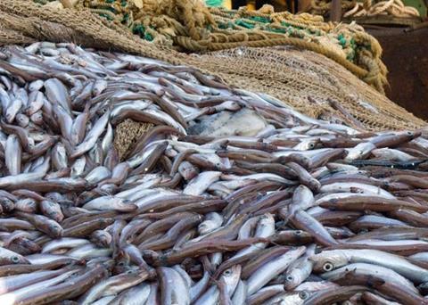 New Zealand's southern blue whiting, albacore tuna and hoki fisheries have been deemed MSC sustainable
