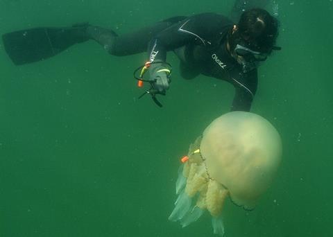The research revealed free-ranging barrel-jellyfish have the ability to detect the direction of ocean currents and to swim strongly against them