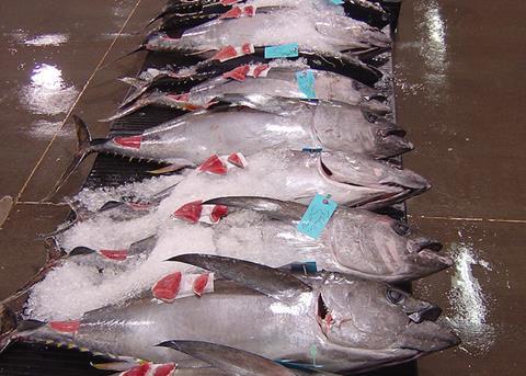 Scientists are able to predict catch rates of bigeye tuna by analysing phytoplankton size Photo: NOAA