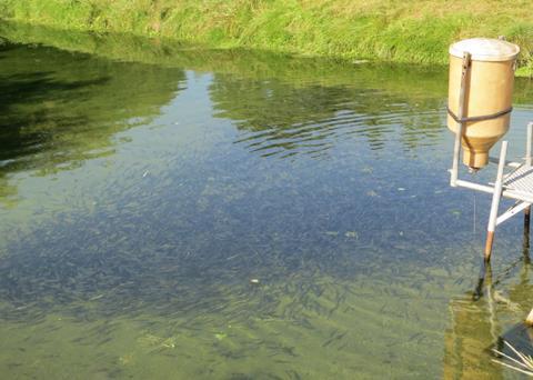 The RobustFish project is focusing on making organic trout fry more robust in order to prevent disease